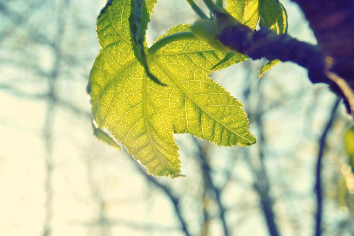 The Science Behind PRP: Your Body's Own Rejuvenation Tool – Blog Image Placeholder
